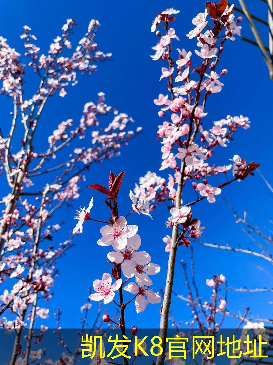 凱發(fā)K8官方網(wǎng)站app官網(wǎng)心風(fēng)機(jī)在工業(yè)中的重要性