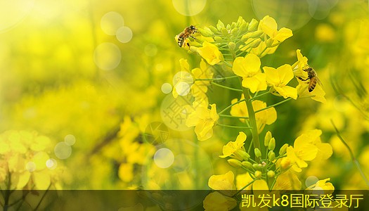K8凱發(fā)app平臺消聲彎頭對噪音控制的影響